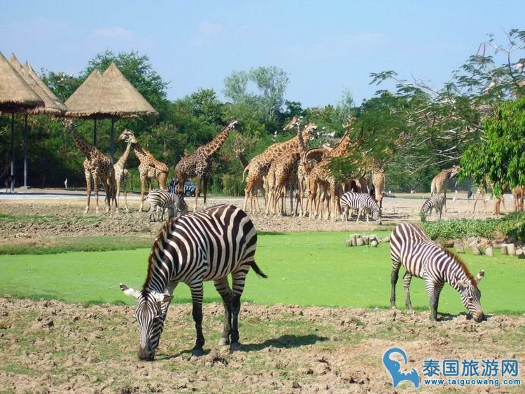 【曼谷】泰国亲子游首选!曼谷野生动物园