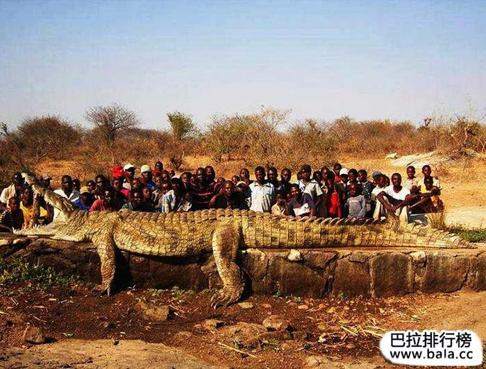 世界上最大的鳄鱼排行榜