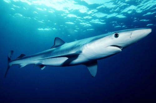 世界十大最危险鲨鱼大白鲨仅仅排名第二