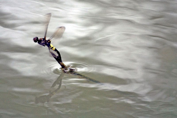 蜻蜓为什么要点水原来是为了繁衍后代