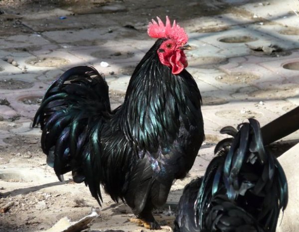 中国十大名鸡品种排行榜你认识几种3