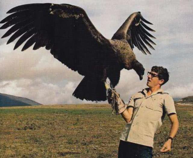 现存世界上最大的飞禽,安第斯神鹫体长130厘米
