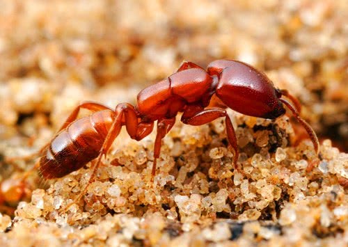 世界上最可怕的蚂蚁沙漠行军蚁破坏力超强